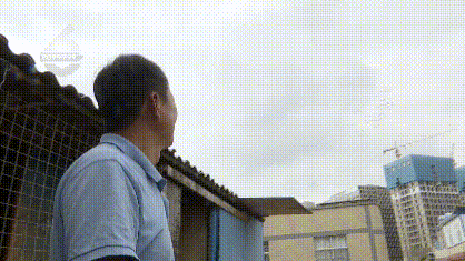 死了8只、救活10只!一萬多一隻的賽鴿就這樣沒了? 死了8只、救活10只!一萬多一隻的賽鴿就這樣沒了?