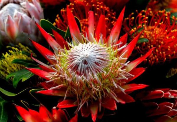 歷屆奧運會頒獎花束盤點,你最愛哪個?有些在家就能養 歷屆奧運會頒獎花束盤點,你最愛哪個?有些在家就能養