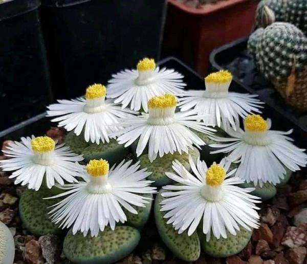 多肉走一波,見證奇妙大自然 多肉走一波,見證奇妙大自然