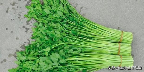 盤點東北人摯愛的野菜！不知道你吃過幾種？現在買真不便宜…