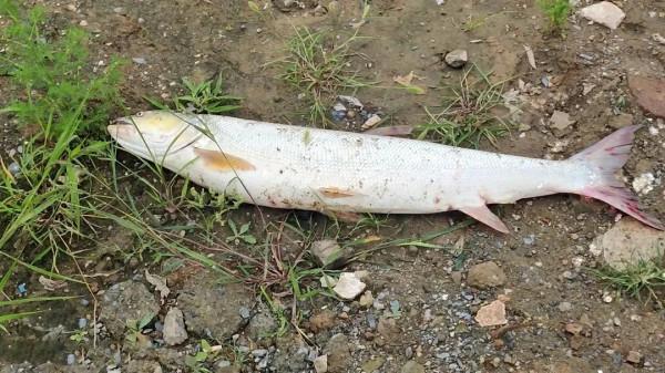 安徽一男子釣獲“水老虎”，嫌太小想放掉，遭老大爺一頓臭罵