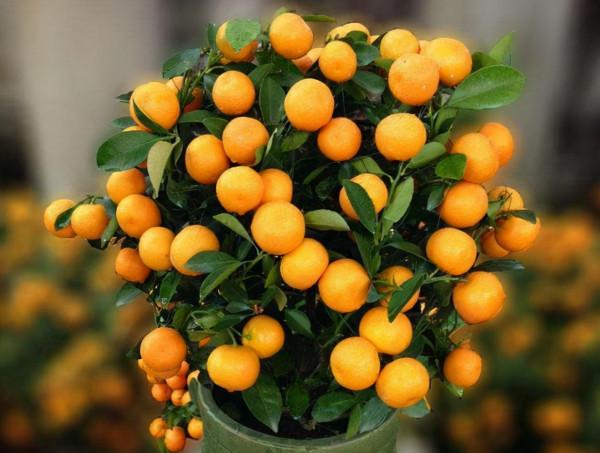 家裡養盆“吉祥果”,學會“這4招”,葉片翠綠,金黃果子滿枝頭 家裡養盆“吉祥果”,學會“這4招”,葉片翠綠,金黃果子滿枝頭