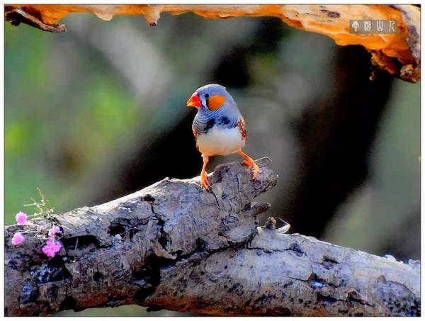 國際旅遊攝影網鳥類相簿--斑胸草雀