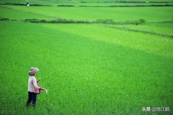 同樣在施肥，為什麼你的作物就沒人家的長得好？肥料品種很重要