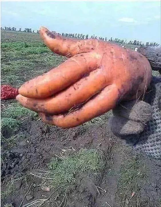 蔬菜的詩與遠方