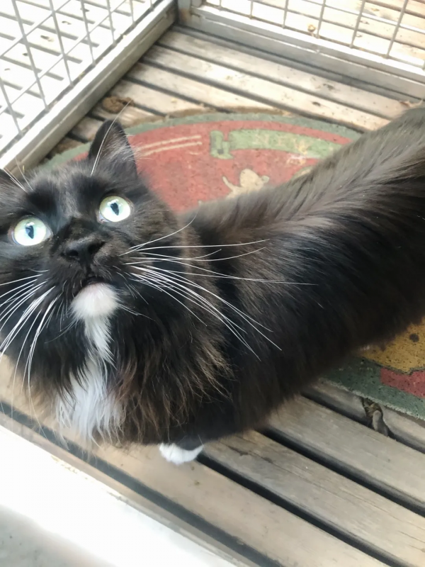 貓別墅還能這麼玩兒？