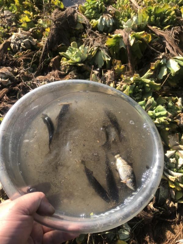 探索沼澤塘有驚無險,黃金小奶鯽齊上岸 探索沼澤塘有驚無險,黃金小奶鯽齊上岸