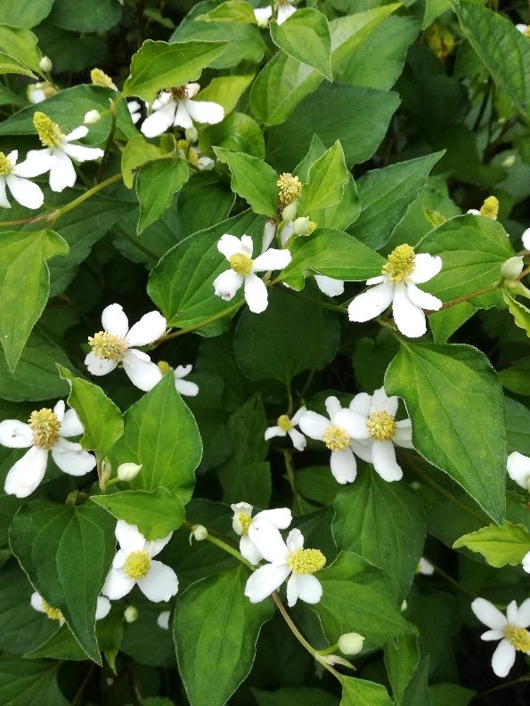 常見的8種植物，也是中藥，養在家裡特養人