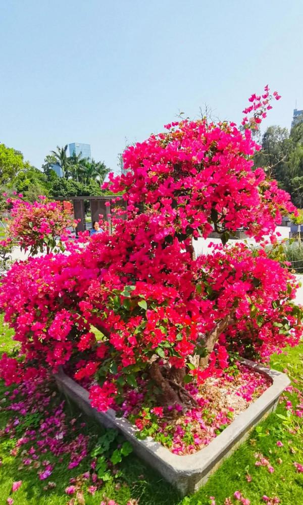 觀賞精品杜鵑 觀賞精品杜鵑