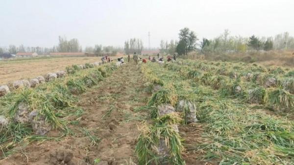 生薑滯銷,誰來幫忙找銷路? 生薑滯銷,誰來幫忙找銷路?