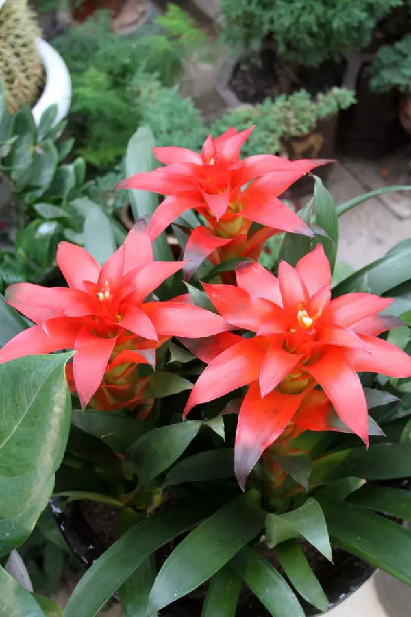 8種“吉祥花”,客廳養一盆,高貴又大氣,養人又“旺家” 8種“吉祥花”,客廳養一盆,高貴又大氣,養人又“旺家”