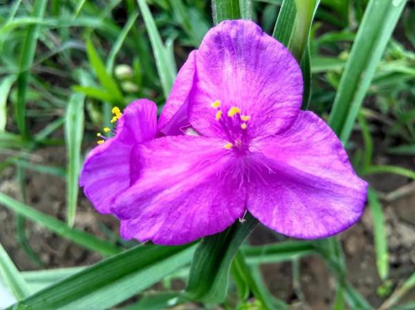 紫露草一一積極樂觀