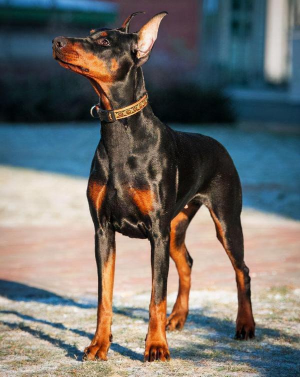 有實力的人，才能養得起這6種狗，個個都是“土豪”