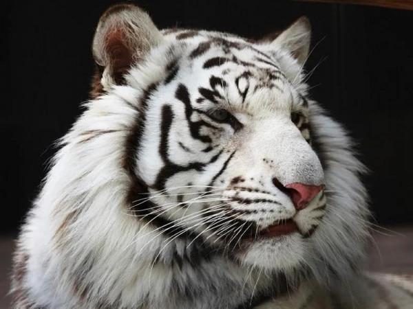 當猛虎不再沉睡