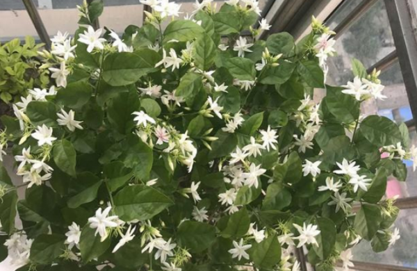 1月養茉莉，牢記“1剪1補”，春天一到花開不斷，驚喜連連