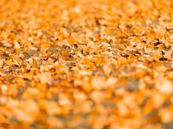 快來打卡！閔行這條路已披上“黃金甲”