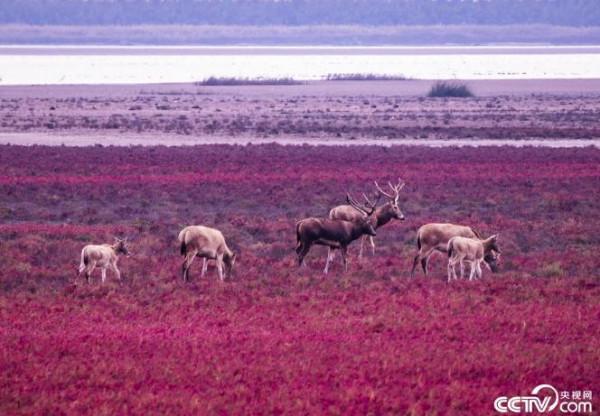 美翻!鹽蒿鋪成“紅地毯” 美翻!鹽蒿鋪成“紅地毯”