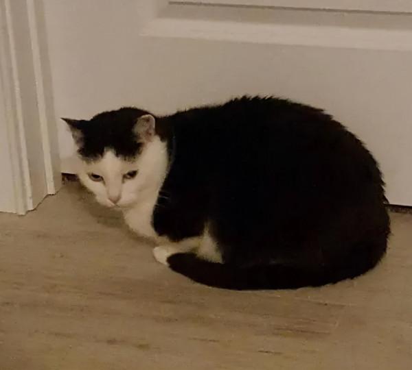 如何搞定世界上最壞的貓咪？這對鏟屎官給出了自己的答案