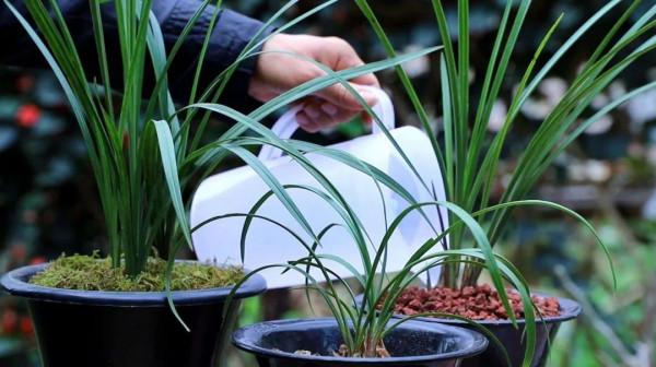 蘭花移栽的正確方法,避免操作過程中那些易犯錯的小細節 蘭花移栽的正確方法,避免操作過程中那些易犯錯的小細節
