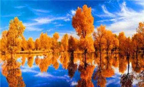 我與胡楊一步之遙