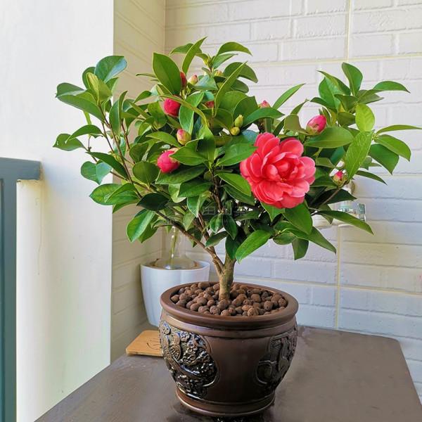 8種&OpenCurlyDoubleQuote;矯情&rdquo;年宵花，幹不得，澆不得，十有八九養不好