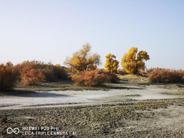 曾經無條件地拜倒在胡楊林的“腳”下