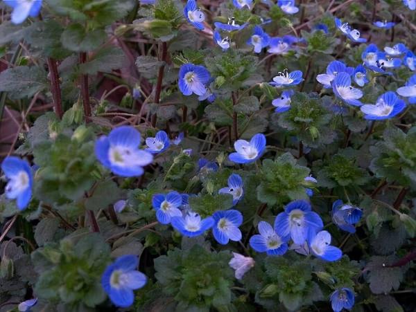 5種小眾花，家裡養一盆，屋裡立馬氣質變高階