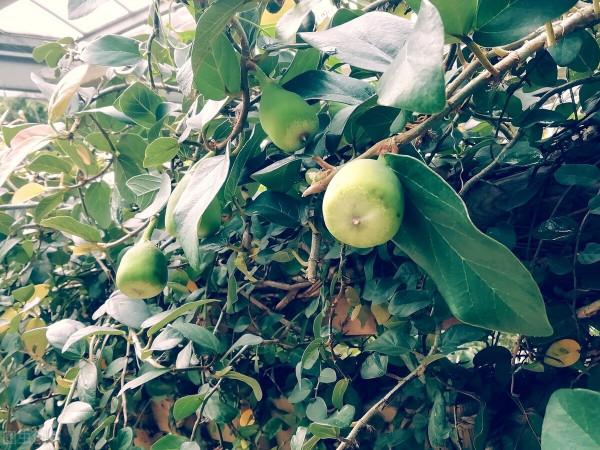 6種花草植物上牆就揭瓦，你家要有，栽種時記得遠離牆壁