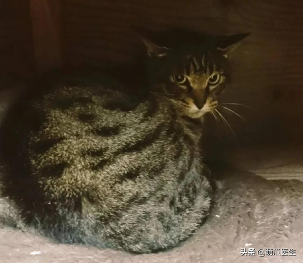 當社交NB症小貓咪進家後…主人：我造了什麼孽啊