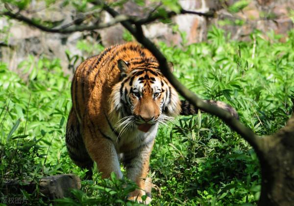 東北虎最喜歡去的“牛餐館”——吉林省琿春市哈達門鄉河山村