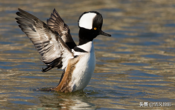 來自美洲的秋沙鴨，漂亮的羽冠