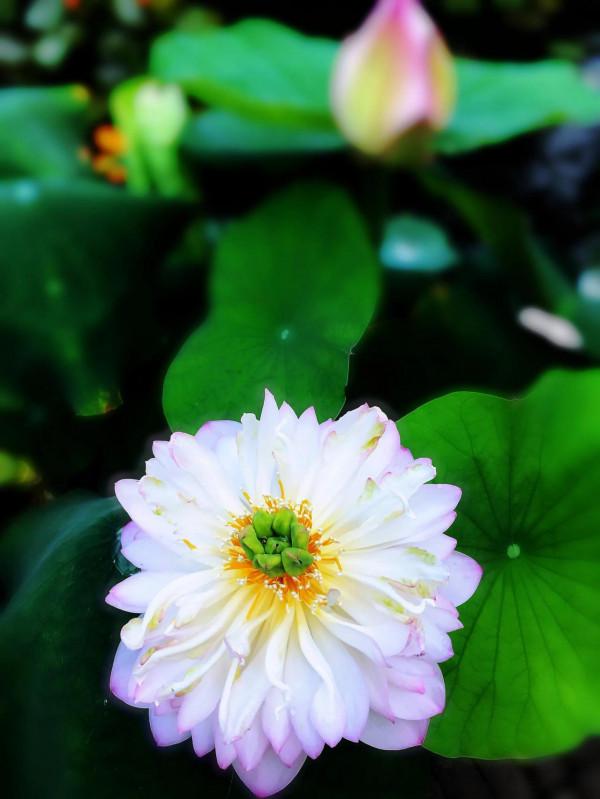 冬季看蓮花是“雪蓮”嗎? 冬季看蓮花是“雪蓮”嗎?