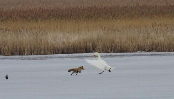 80個神奇照片，最早的鼻罩，比小鎮還大的巨輪，打獵的精美裝備