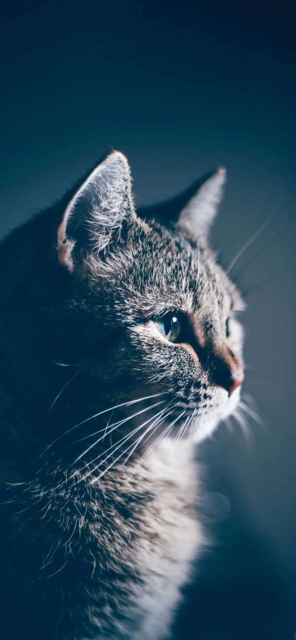 桌布：今天的桌布很好看