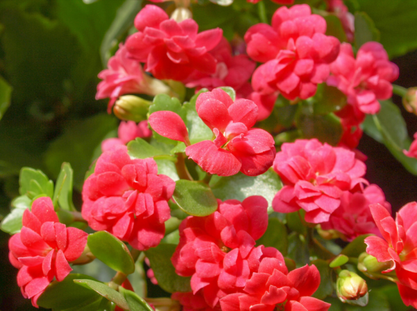 14種“過年花”，一個比一個大氣美麗，喜慶吉祥，超有幸福感