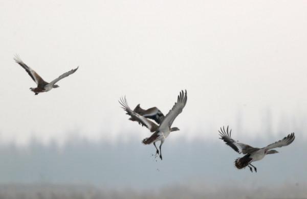 白枕鶴或將在京“過大年”！花一個多月等到伴侶