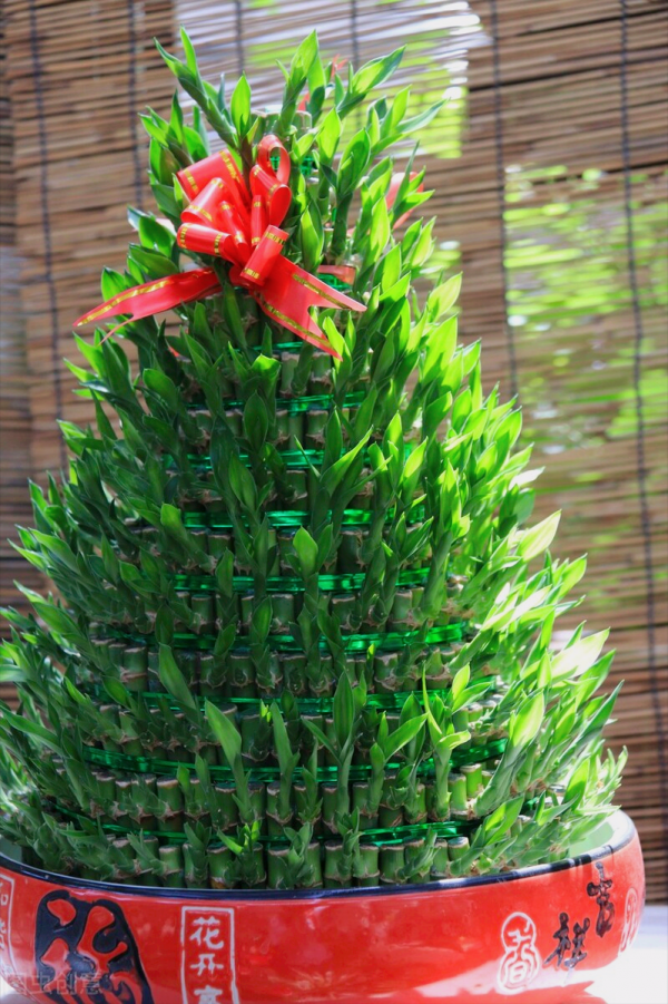 一花一世界、一佛一如來、失眠睡不好，選棵氧氣花 香豔又安神