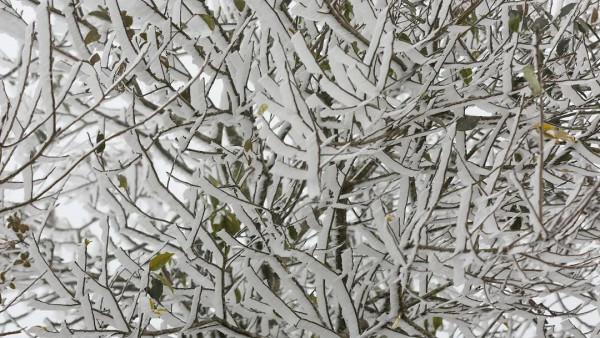 美爆了！陽明山迎來今冬第一場霧凇