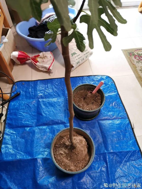 9種土別拿來養花，對花不好，容易黃葉爛根