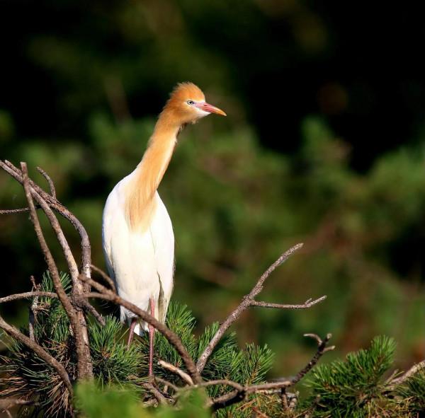 牛背鷺(學名Bubulcusibis) 牛背鷺(學名Bubulcusibis)