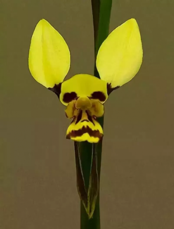 驚人相似的照片，大自然太不可思議了