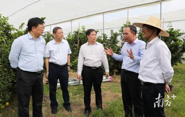 廣東省農業農村廳領導到嶺南紅橙基地考察調研 廣東省農業農村廳領導到嶺南紅橙基地考察調研