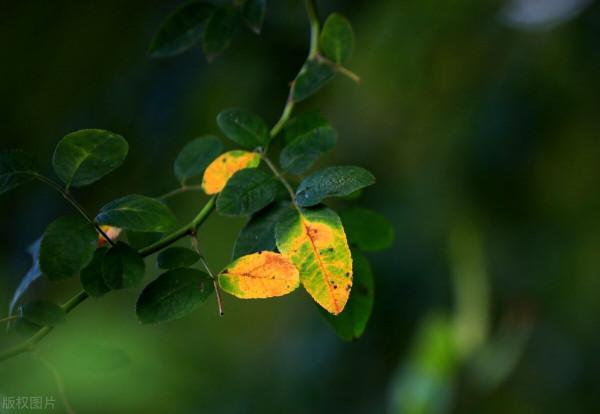 真兄弟，事兒上見