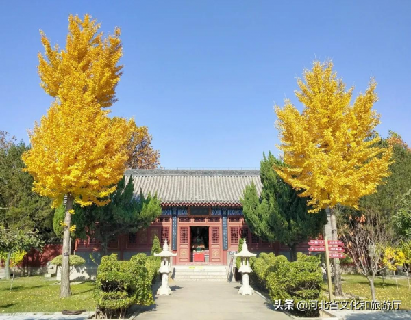 秋染古城，正定的秋天“秀”在哪？