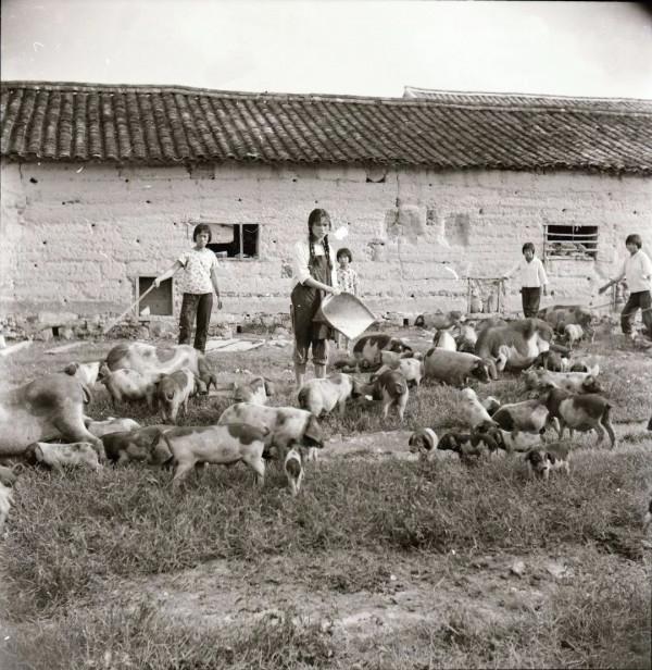 毛主席提升豬的地位至“六畜”之首：一定要做到可以“有豬吃”