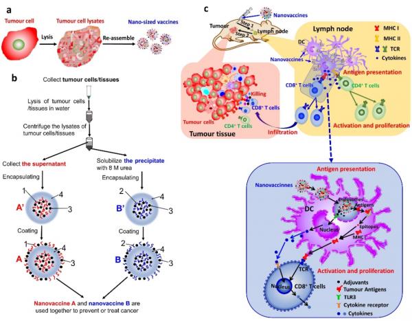 「Advanced Materials」將癌細胞或腫瘤組織全細胞組分重組成奈米疫苗可有效預防和治療多種癌症