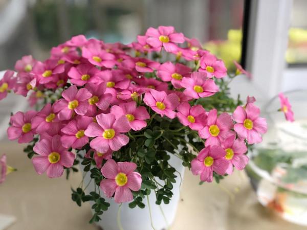 “24種”適合冬天種植的花草,現在種,來年春天花開滿園 “24種”適合冬天種植的花草,現在種,來年春天花開滿園