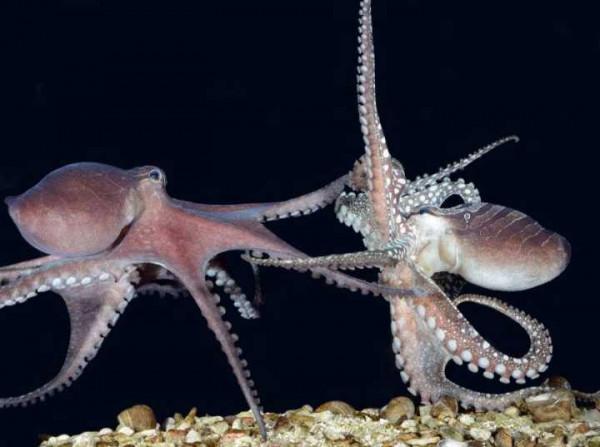 章魚來自太空？新研究稱章魚或於5億年前來到地球，基因或被改變