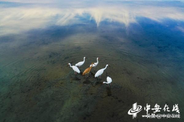 安徽池州：升金湖萬鳥翩躚水雲間「組圖」