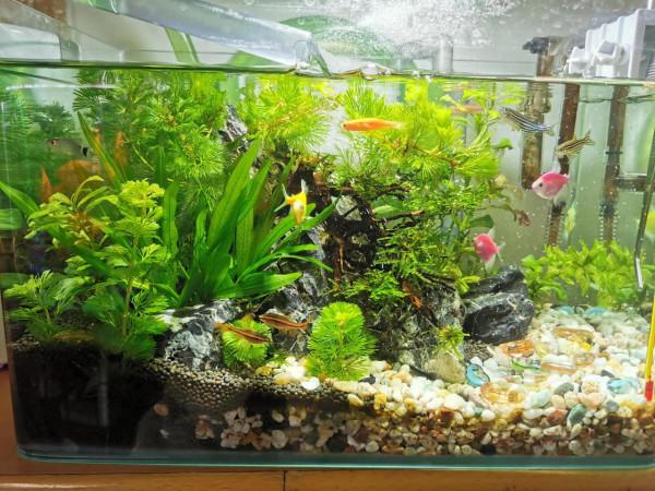 清苔鼠失蹤事件 清苔鼠失蹤事件